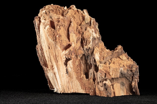 A section of a tree trunk damaged by a caterpillar of an odorous woodworm on a black background