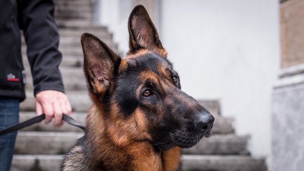 Security dog with his trainer