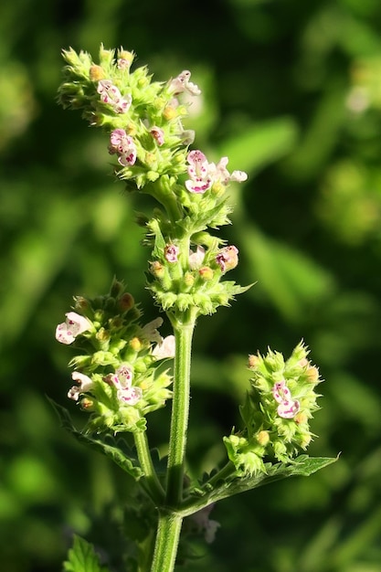 sedative medical plant melissa blooms in the garden