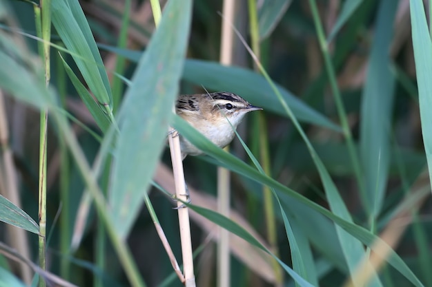 The sedge warbler (Acrocephalus schoenobaenus) is photographed close-up in a reed bed in soft morning light. Bird identification is possible.