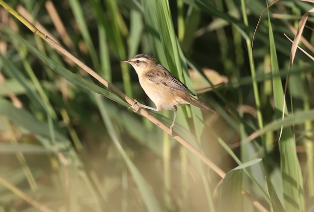 The sedge warbler (Acrocephalus schoenobaenus) is photographed close-up in a reed bed in soft morning light. Bird identification is possible.