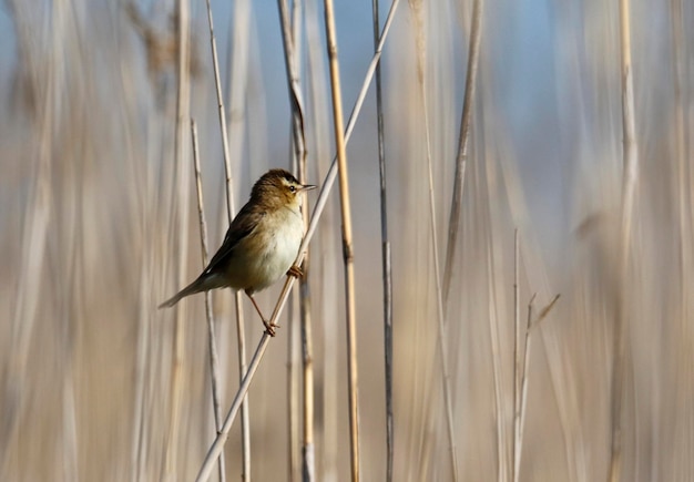 Sedge warbler ina amongst the reeds.