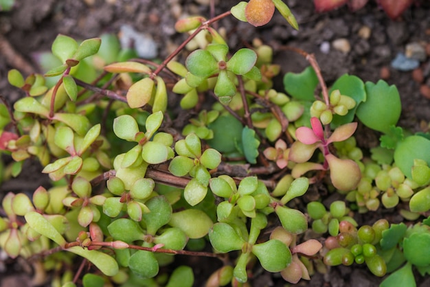 Sedum plant background texture. Gardening concept.