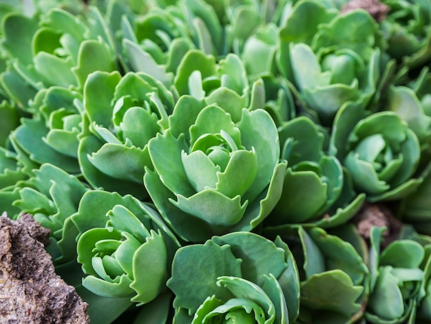 sedum plant grows in a flower garden