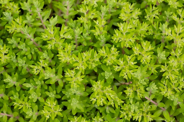 Sedum sarmentosum known as stringy stonecrop gold moss stonecrop and graveyard moss in spring