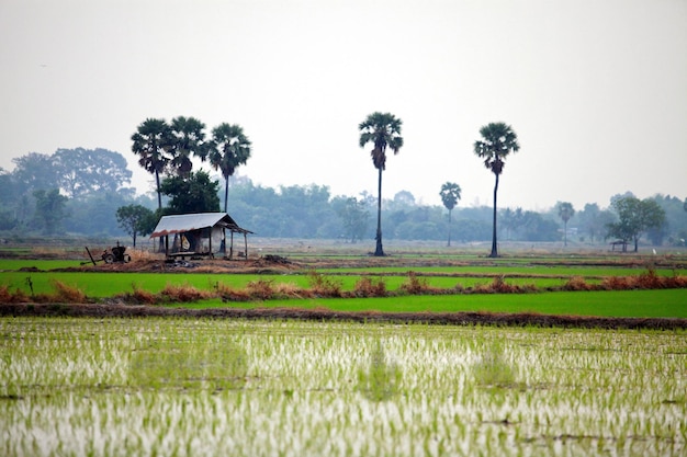 see the fields in the morning feel relaxed