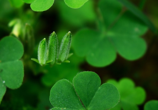 Seed of Clover