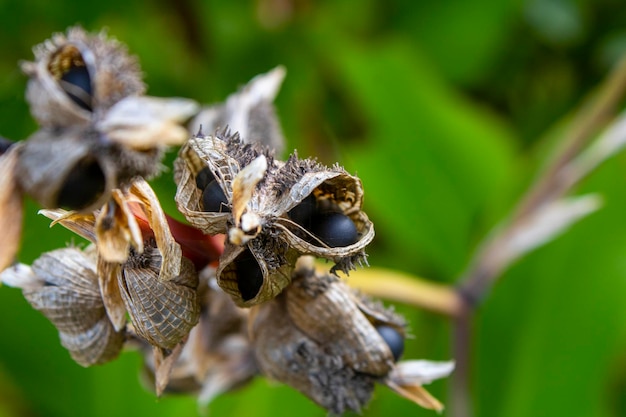 Photo seed pods of the canna lilly a close view of a split seed pod and seeds of the canna lilly