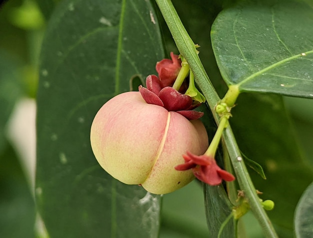 Seed of Sauropus androgynus star gooseberry