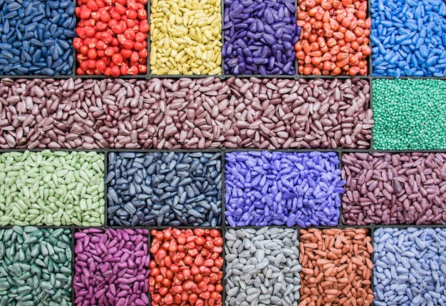 Seed sunflower seeds, corn, radishes. painted agro color for sorting and labeling