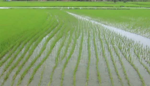 Seeding green field of rice with water