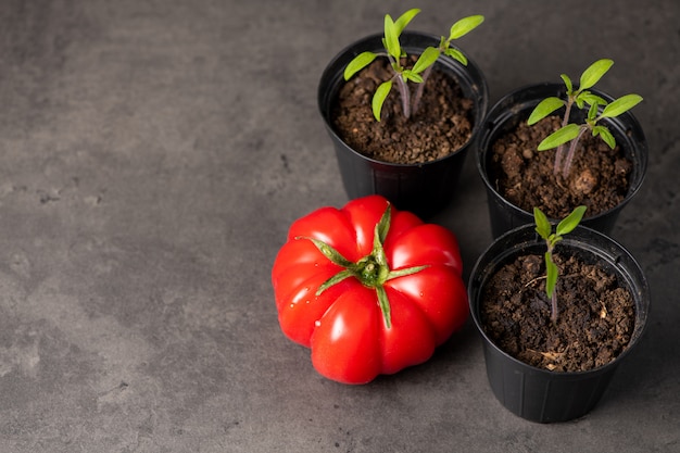 Photo seedjuicy tomatoes and a pot with tomato sprouts seedlings garden theme. copy space in left side