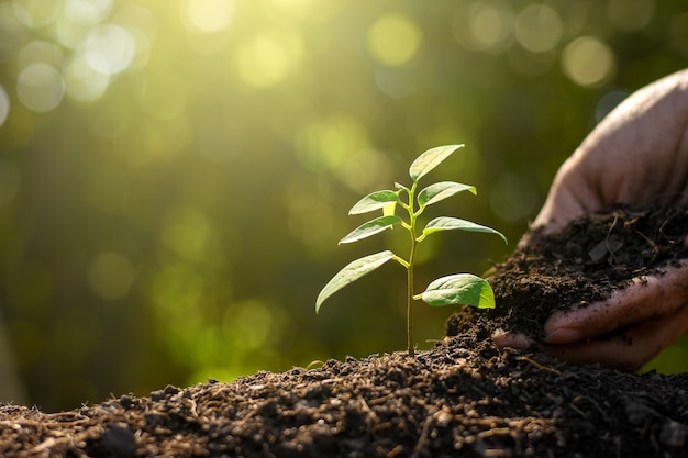 The seedling are growing from the rich soil.