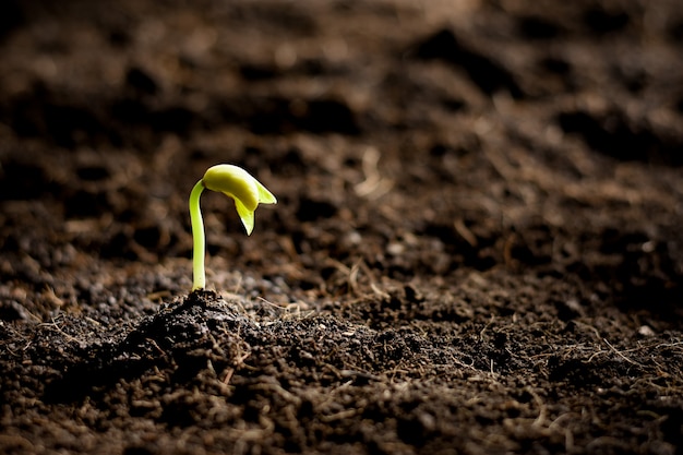 The seedling are growing in the soil.