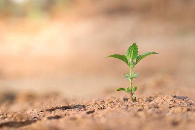 The seedling are growing in the soil