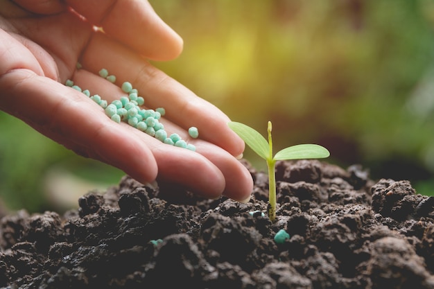 Seedling concept by human hand apply fertilizer young tree over green background