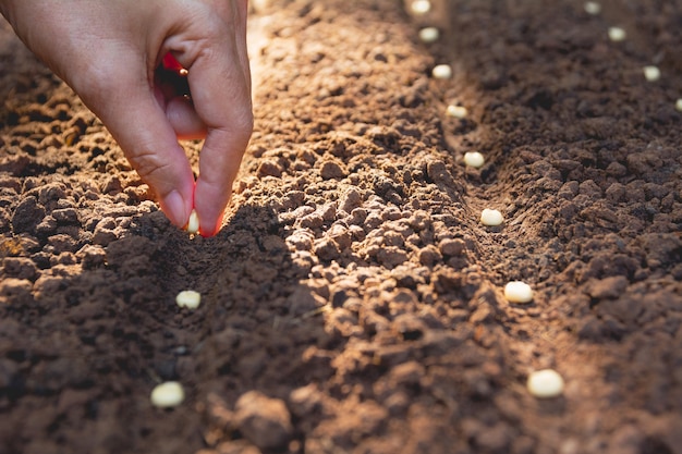 Seedling concept by human hand, Human seeding seed in soil with plant.