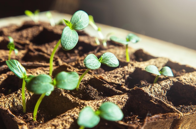 Seedling of cucumbers Garden on the windowsill Family budget savings Selective focus