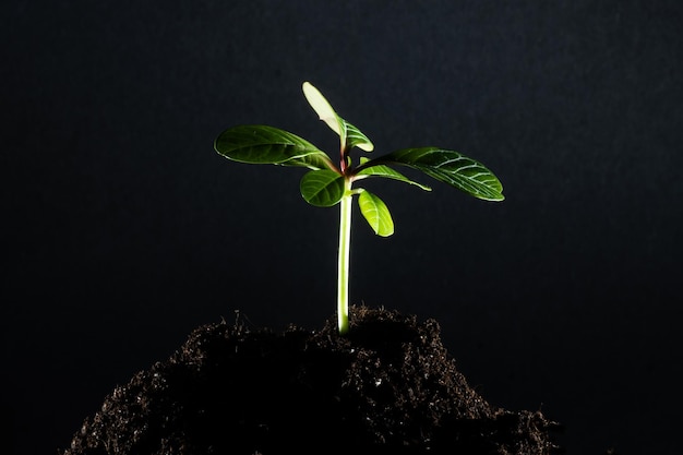 Seedling green plant surface top view textured background.