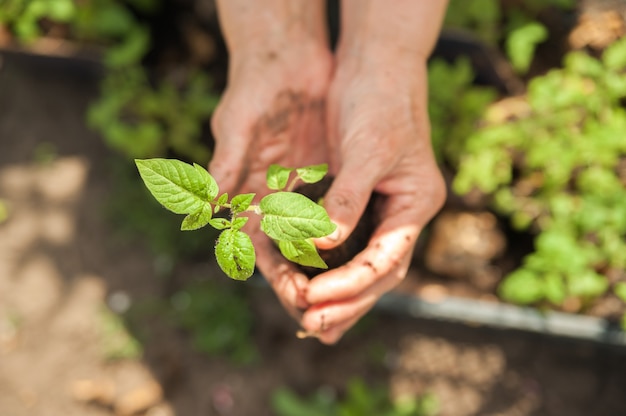 Seedling in the hands of an elderly woman close-up.