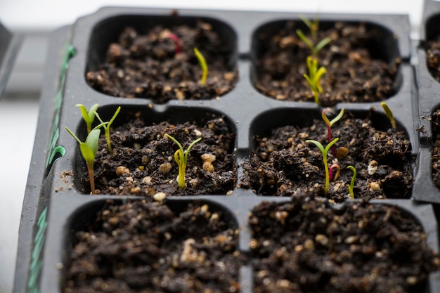 Seedling land and seeds in black bowl