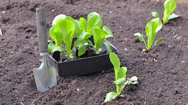 Seedling of lettuce growing in the soil in a square garden with a shovel