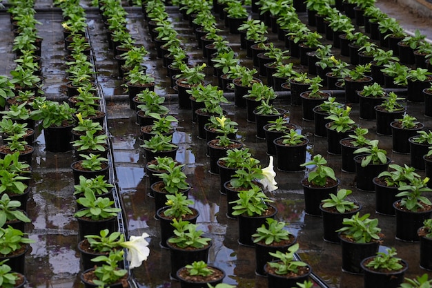 Seedling of petunia flowers with drip irrigation Watering flowers concept Flower culture in a greenhouse