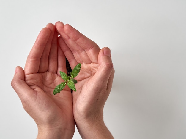 Seedling plant in hands.