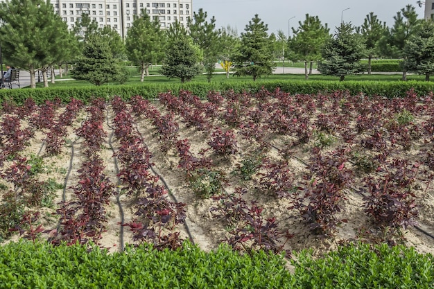 Seedling of rose bushes in the park in spring