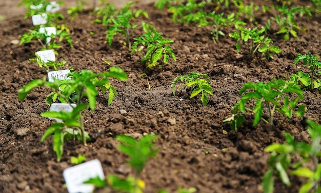 Seedling tomatoes growing in the garden Selective focus