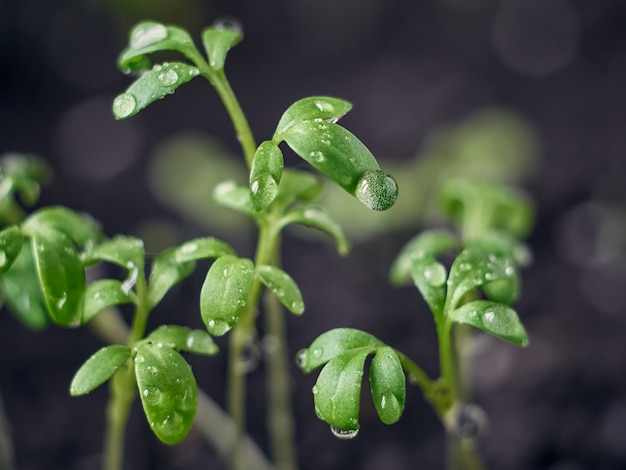 Seedling with drops closeup.