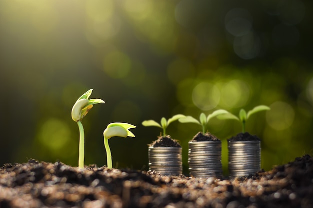 Seedlings are growing and coins are stacked nearby.