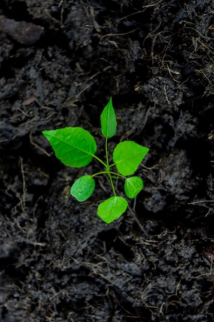 Seedlings are growing Environment and ecology concept