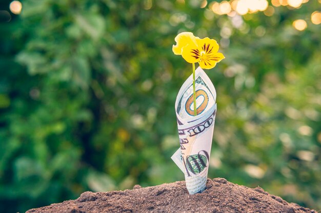 Photo the seedlings are growing from the 100 dollar bill with the bokeh background and the morning sun shining