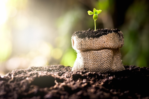 Seedlings are growing from seeds in bags sacked.