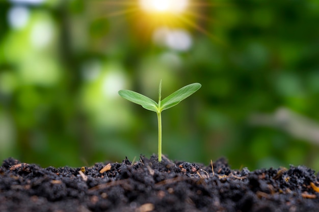 The seedlings are grown from fertile soil and the morning sun shines on the plants