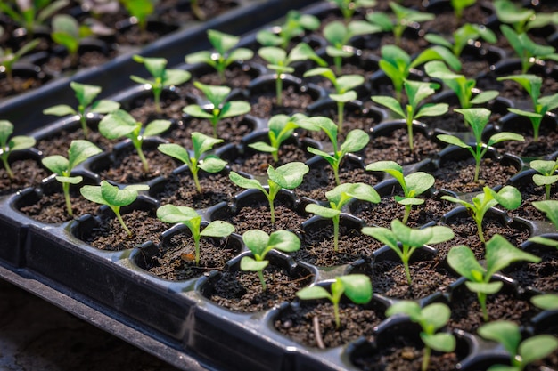 Seedlings are in the nursery tray