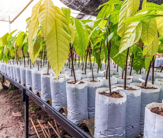 Seedlings of cocoa trees in the nursery to prepare for planting