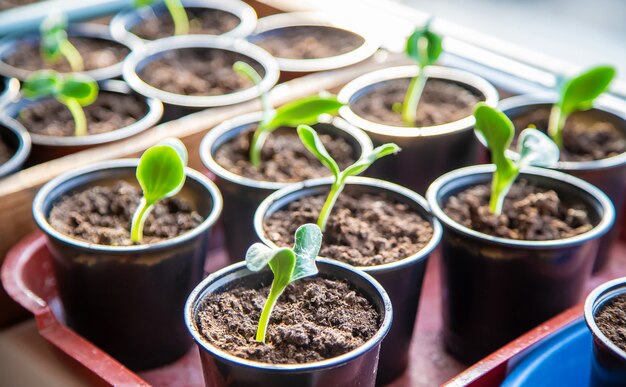 Seedlings of cucumbers in cups. Selective focus. nature