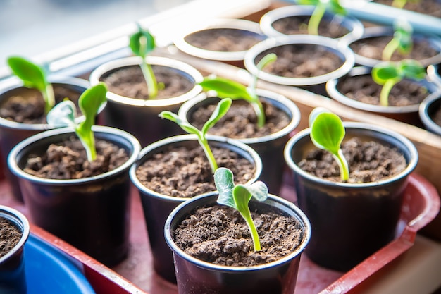 Seedlings of cucumbers in cups. Selective focus.