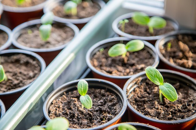 Seedlings of cucumbers in cups. Selective focus.