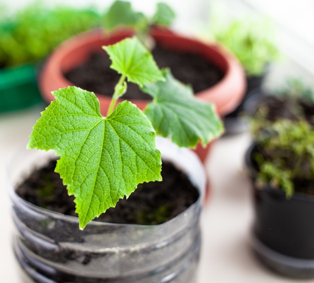 Seedlings of cucumbers and plants in flower pots near the window, a green leaf close-up. Growing food at home for an ecological and healthy lifestyle. Growing seedlings at home in the cold season