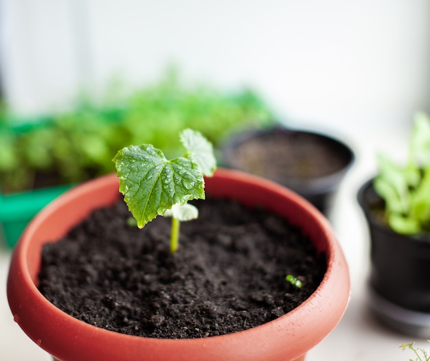 Seedlings of cucumbers in pots near the window, a green leaf close-up. Growing food at home for an ecological and healthy lifestyle. Growing seedlings at home in the cold season