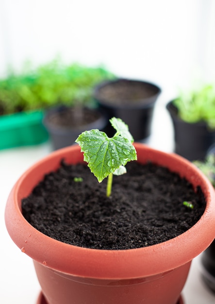 Seedlings of cucumbers in pots near the window, a green leaf close-up. Growing food at home for an ecological and healthy lifestyle. Growing seedlings at home in the cold season