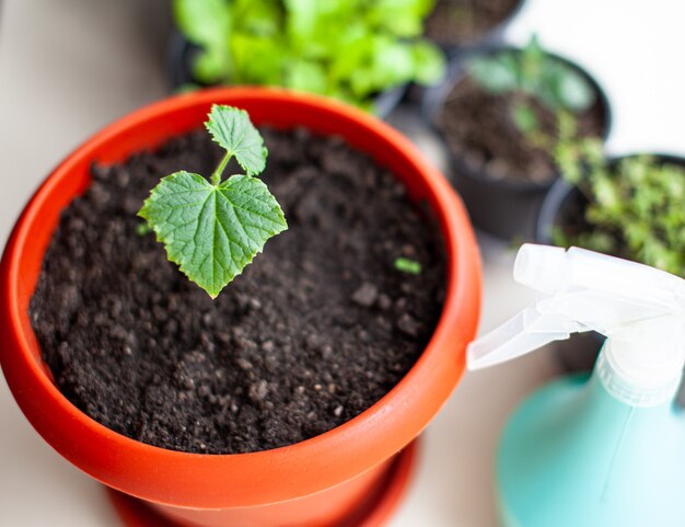 Seedlings of cucumbers in pots near the window, a green leaf close-up. Growing food at home for an ecological and healthy lifestyle. Growing seedlings at home in the cold season