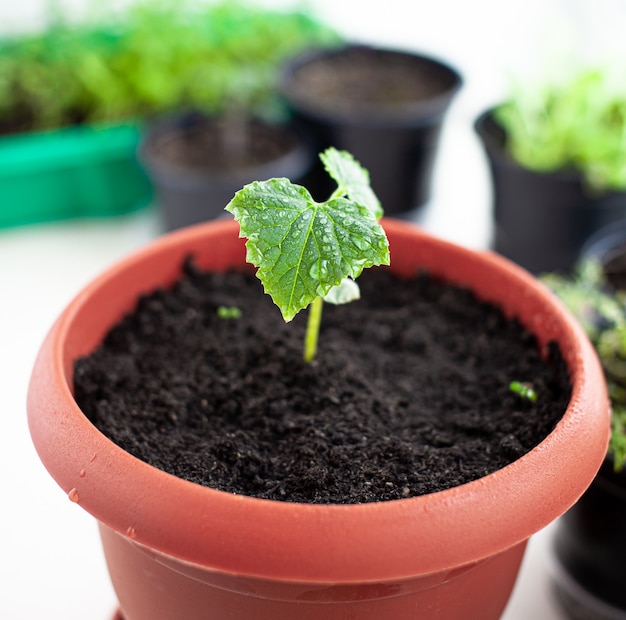 Seedlings of cucumbers in pots near the window a green leaf closeup