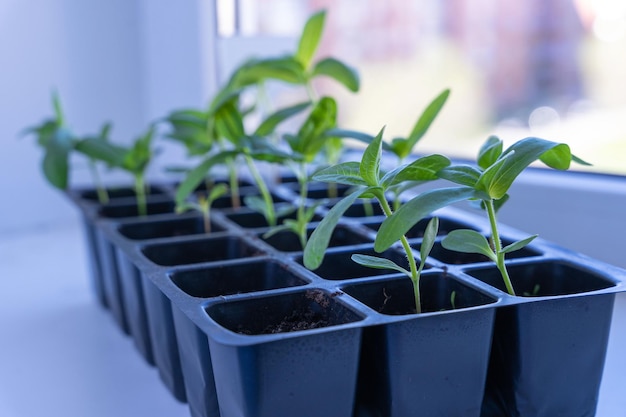 Seedlings of flowers in a plastic cellular container on the windowsill