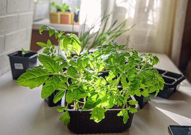 Seedlings of flowers and vegetables grown at home