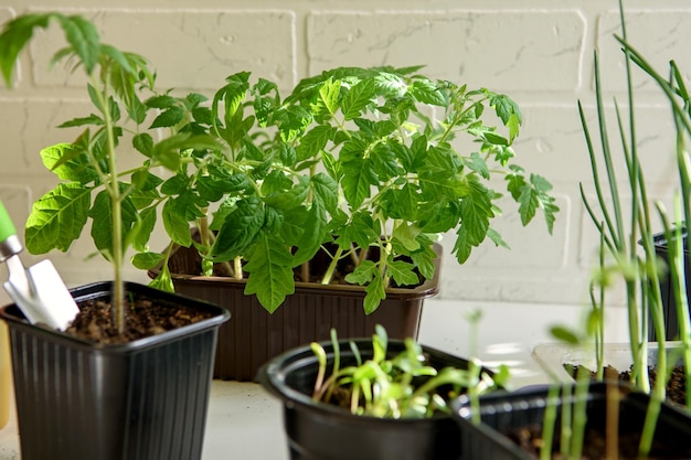 Seedlings of flowers and vegetables grown at home