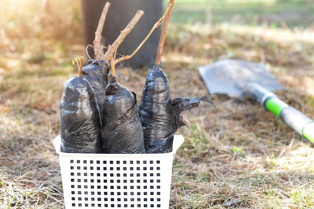 Seedlings of fruit bushes and trees in tubes ready to plant in the garden Preparation for planting growing natural berries in the garden bed